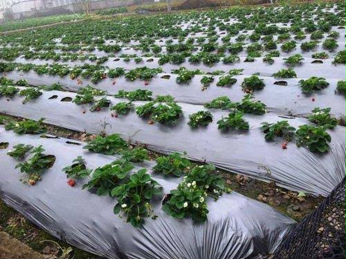 Green Pro Mulch Film